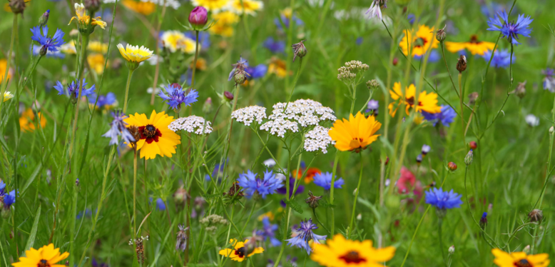 La semaine des fleurs pour les abeilles