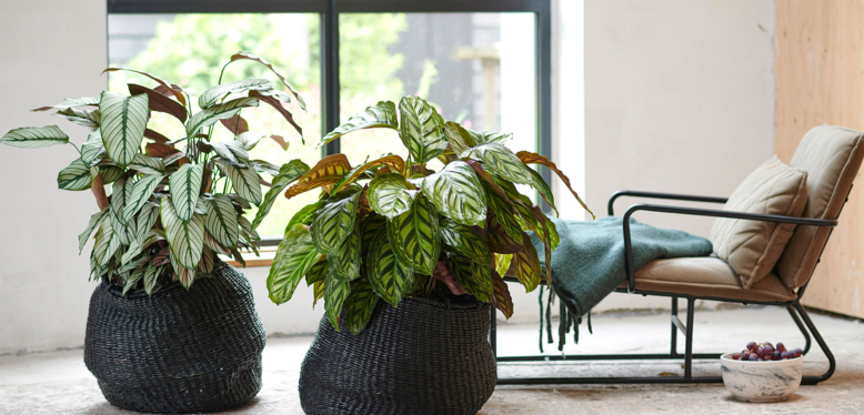Le Calathea est la plante du mois de Juin