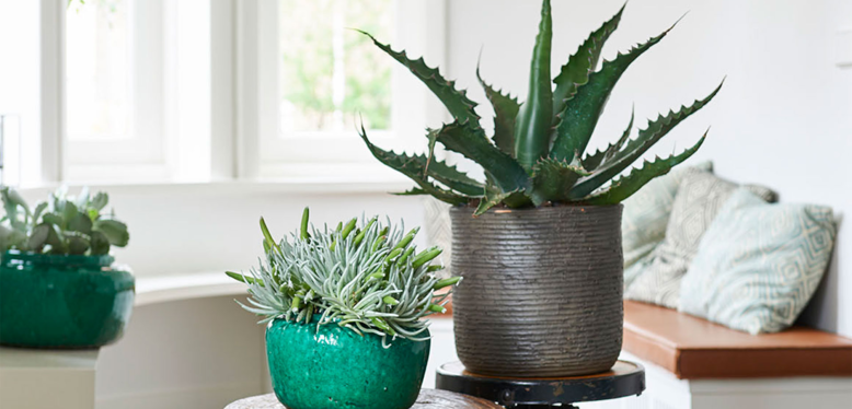 Plantes du mois d’août : Les Robustes