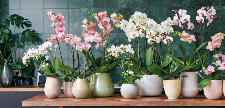 Plantes du mois de Novembre, les Phalaenopsis