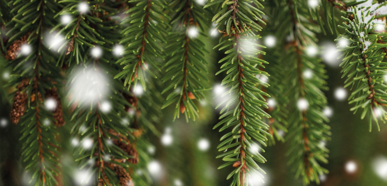 Pas envie de sapin : quelle alternative pour Noël ?