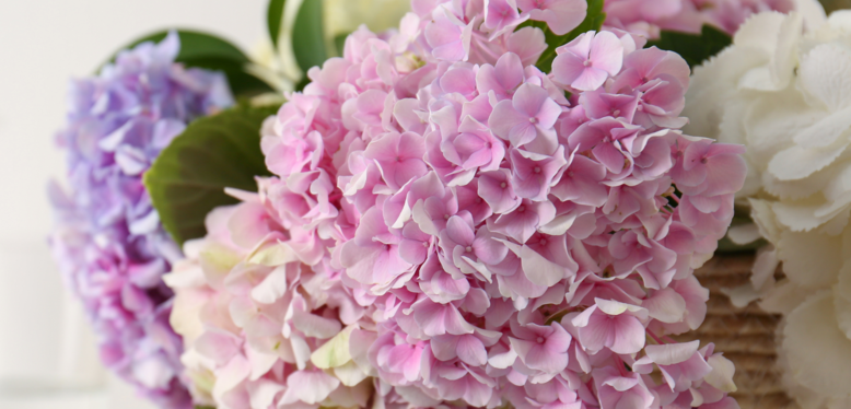 L'Hortensia : Plante du mois de Mai