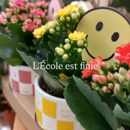 🎒🌿 Préparer la sortie des classes... avec le sourire !

Les grandes vacances approchent, et avec elles, le moment pour les enfants (et leurs parents !) de dire merci à celles et ceux qui les ont accompagnés toute l’année. 💛

Pour vos clients en quête d’un petit cadeau touchant et rigolo, on a ce qu’il faut :
✨ Mini plantes en cache-pots déco — animaux malicieux, smileys rigolos, petits pots pleins de tendresse...
🌵 Succulentes, kalanchoés, carnivores : trois idées qui fait mouche !

Des cadeaux parfaits pour dire "merci maîtresse", "merci maître", avec une touche de verdure et beaucoup de cœur à poser sur le coin du bureau. 🥰

Vos cash d'Angers, Nantes et Rennes vous on tous préparé une sélection, qui va faire fondre les cœurs d'artichaut 🫶