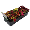 image COLEUS BQ10