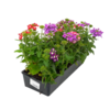 image VERVEINE SEMIS BQ10