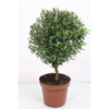 image MYRTUS COMMUNIS TIGE