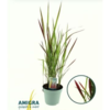 image IMPERATA RED BARON