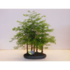 image BONSAI METASEQUOIA CERAM