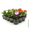 image IMPATIENS GUINEE