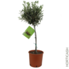 image OLEA EUROPEA TIGE
