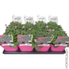 image ERODIUM BISHOP S FORM
