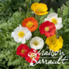 image PAPAVER