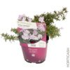 image PHLOX SUBULATA TROT PINK