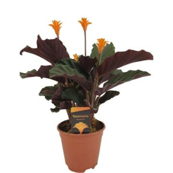 image CALATHEA CROCATA 3/4FL