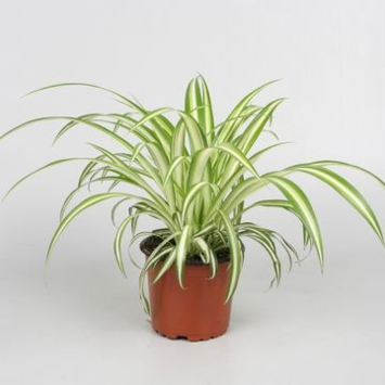 image CHLOROPHYTUM