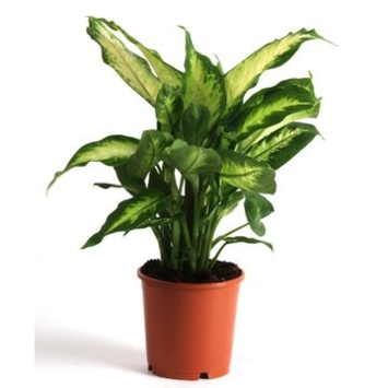 image DIEFFENBACHIA CAMILLA