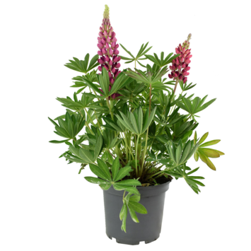 image LUPIN