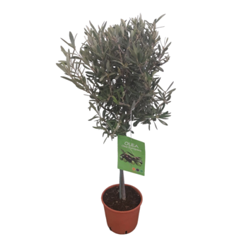 image OLEA EUROPEA TIGE