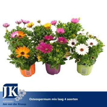 image OSTEOSPERMUM VARIES &