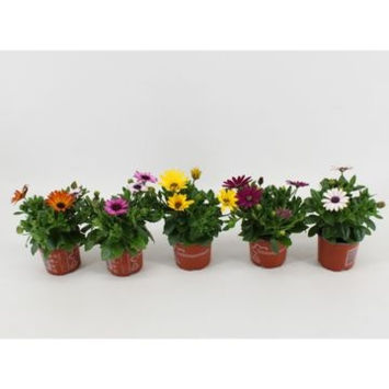 image OSTEOSPERMUM VARIES &