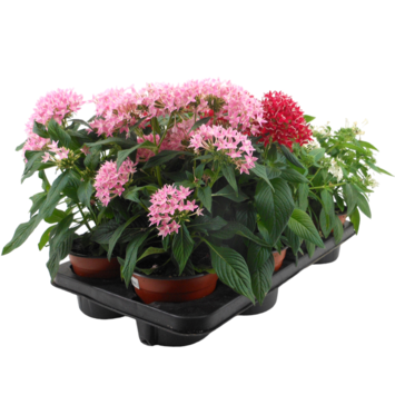 image PENTAS