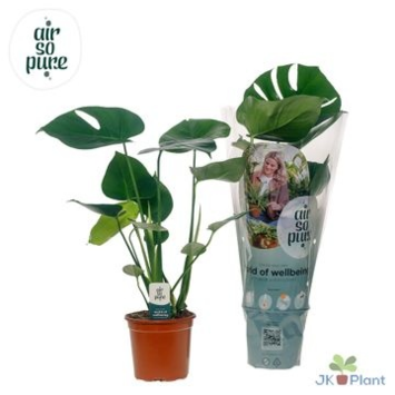 image PHILODENDRON MONSTERA