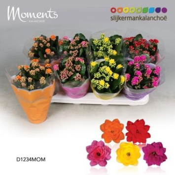 image KALANCHOE FL DBLE