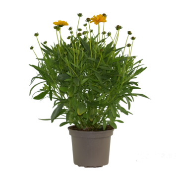 image COREOPSIS