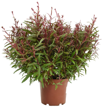 image GAURA LINDHEIMERI