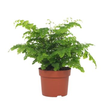 image ADIANTUM FRAGRANS