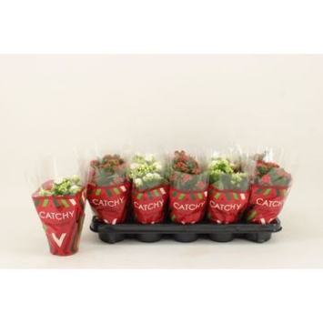 image KALANCHOE FL DBLE