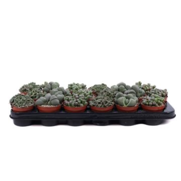 image CACTUS LITHOPS