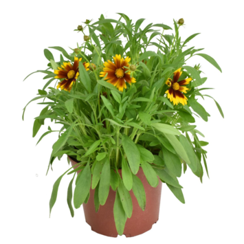 image COREOPSIS