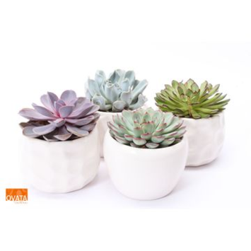 image ECHEVERIA