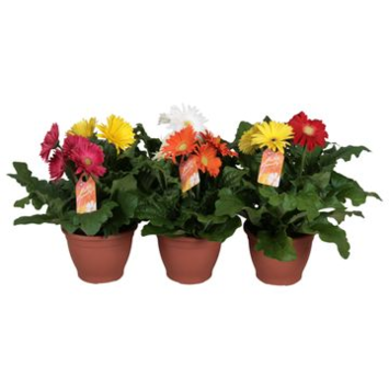 image GERBERA