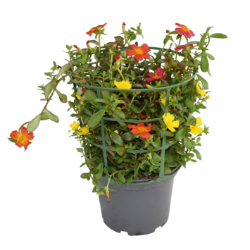 image PORTULACA POURPIER
