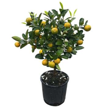 image CALAMONDIN TIGE