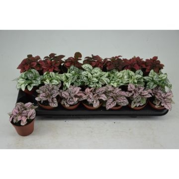 image HYPOESTES