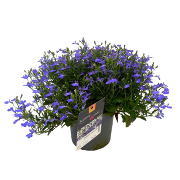image LOBELIA