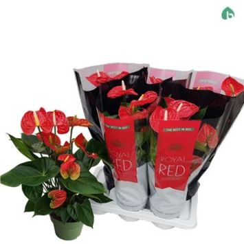 image ANTHURIUM ANDREANUM ROUGE &