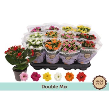 image KALANCHOE FL DBLE