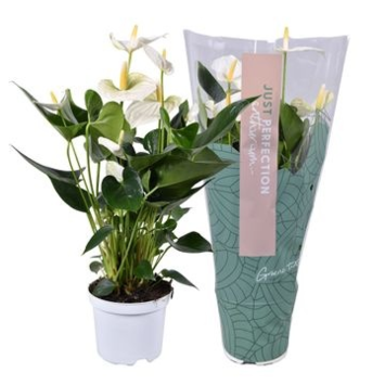 image ANTHURIUM ANDREANUM BLANC