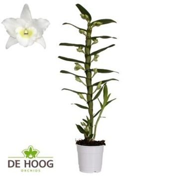 image DENDROBIUM 1BR