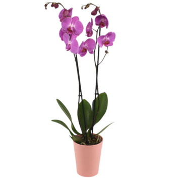 image DUO CERAM PHALAENOPSIS 2BR