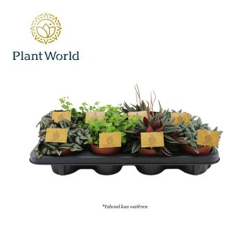 image PLANTES VERTES VARIEES