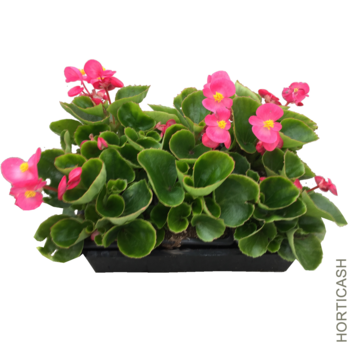 image BEGONIA MASSIF BQ6