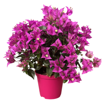 image BOUGAINVILLIER VIOLET