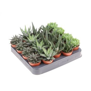 image ALOE VARIES