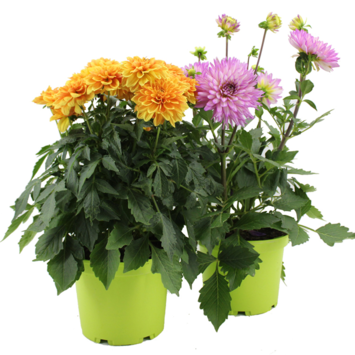 image DAHLIA
