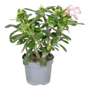 image ADENIUM